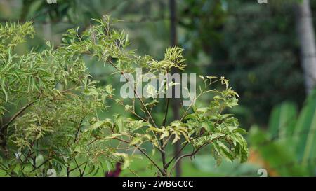 Polyscias fruticosa. In Asian countries, the leaves of the Polyscias fruticosa are used as a tonic, anti-inflammatory, Stock Photo