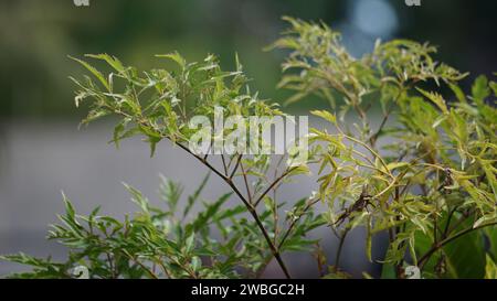 Polyscias fruticosa. In Asian countries, the leaves of the Polyscias fruticosa are used as a tonic, anti-inflammatory, Stock Photo