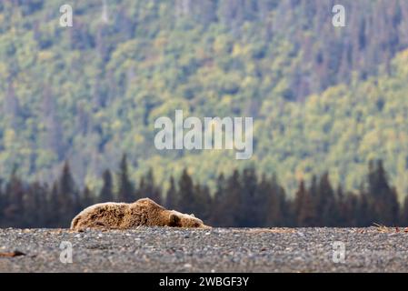 Tired grizzly bear, Ursus arctos horribilis, relaxes and stretches out flat on black sand beach in the pristine wilderness of Lake Clark Preserve Stock Photo