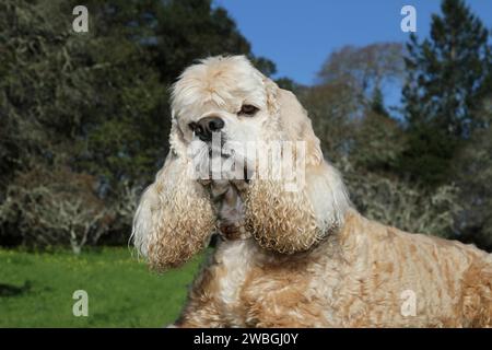 Cocker Spaniel portrait against blue sly and trees Stock Photo