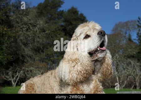 Cocker Spaniel portrait against blue sly and trees Stock Photo