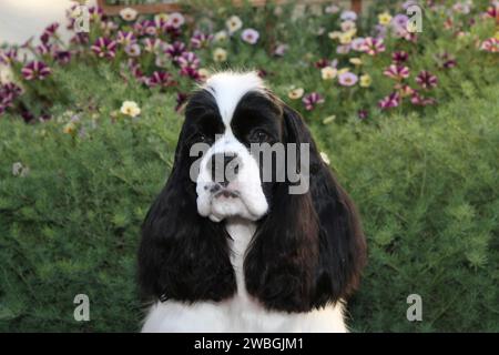 Cocker Spaniel portrait against greenery and flowers Stock Photo