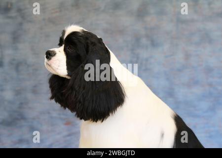 Cocker Spaniel portrait against a bluish background Stock Photo