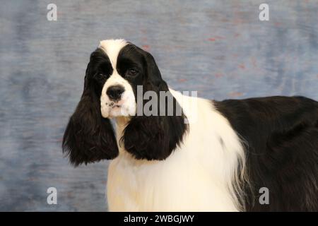 Cocker Spaniel portrait against a bluish background Stock Photo
