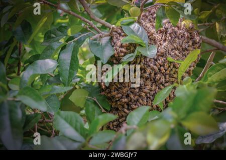 Wild honey bee colony hive on tree branch Caribbean species Stock Photo