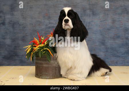Cocker Spaniel sitting next to a pot of peppers in the studio. Bluish background Stock Photo
