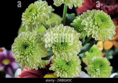 Chrysanthemum morifolium flower with green petals seen up close Stock Photo