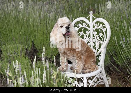 Cocker Spaniel sitting in a chair in the lavender fields. Stock Photo