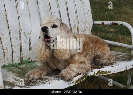 Cocker Spaniel lying on an old rusty metal bench Stock Photo