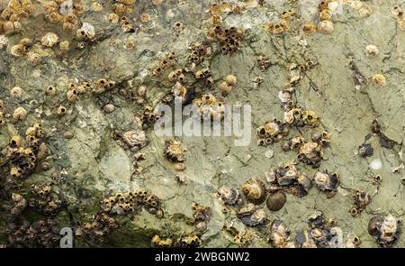 Mollusk shells growing on a sea rock background, texture and overlay. Stock Photo
