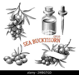 Sea buckthorn hand drawing vintage engraving style black and white clip art Stock Vector