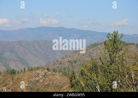 A low pine tree on top of a hill against the backdrop of a mountain top in a beautiful valley under a summer cloudy sky. Altai, Siberia, Russia. Stock Photo