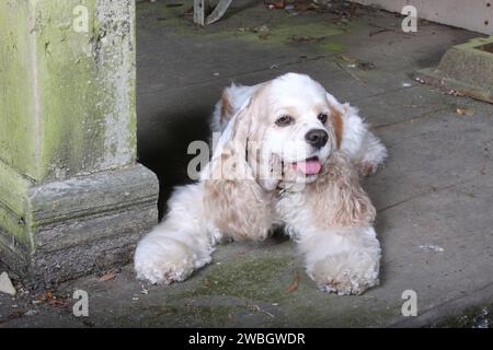 Cocker Spaniel lying on old wood porch Stock Photo