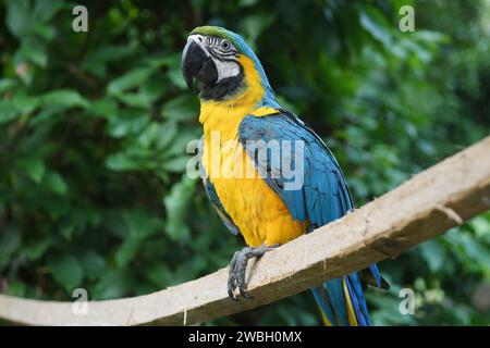 Yellow and blue macaw bird in the northern region of Brazil. Stock Photo