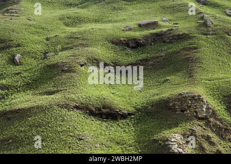 Single tree growing on mountain slope, beautiful minimal landscape, Drakensberg mountains South Africa, earth ecological process, beauty in nature Stock Photo