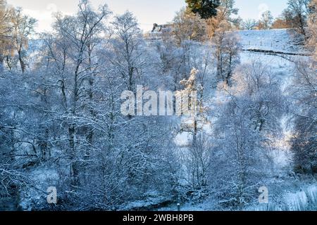 Frost and snow covered trees in the scottish countryside. Glen Brown, Cairngorms, Highlands, Scotland Stock Photo
