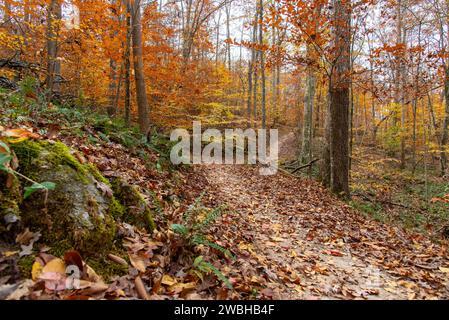 Meandering woodland trail through colorful, mixed deciduous forest in late fall; Roswell, North Georgia, United States Stock Photo