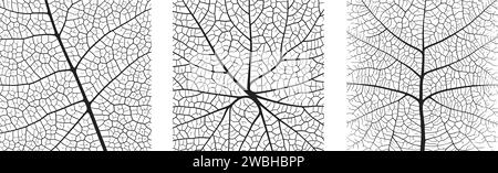 Leaf vein texture abstract background set with close up plant leaf cells ornament texture pattern. Black and white organic macro linear pattern of nat Stock Vector