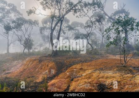 An Australian bush scene with the Sun breaking through fog around gumtrees at Campbell's Creek in Central Victoria, Australia. Stock Photo