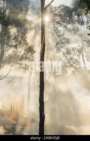 Light streaming through bushfire smoke and gumtrees around a rural dam at Campbell's Creek in Central Victoria, Australia Stock Photo