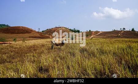 Cows in a grassy field on a bright and sunny day in Thailand. Herd of cows at summer yellow mountain field. Dutch calves in the meadow. Cows on a summ Stock Photo