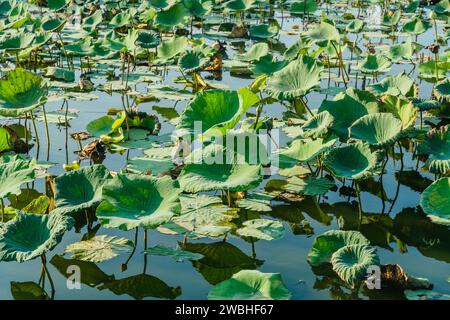 lotus leaves in the pond. Peaceful and calm concept. Composition of Green lotus leaves. Natural Lush Foliage of Leaves Texture Backgrounds. Stock Photo