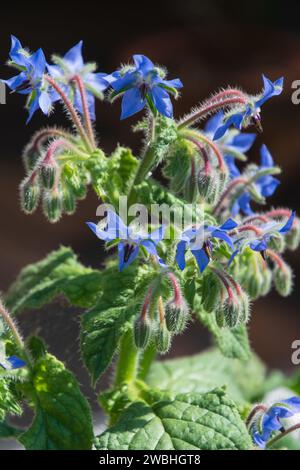 borago officinalis beautiful tiny flowers in the early summer garden Stock Photo