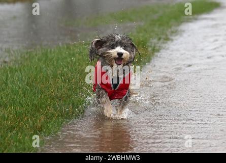 Cookie the cockapoo dog enjoys a splash in the floodwater as the River Nene breached its banks in Peterborough, Cambridgeshire, on 2nd January 2024. Stock Photo