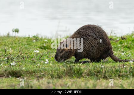 A nutria (Myocastor coypus) walking near water and looking for food (Grado, Italy) Stock Photo