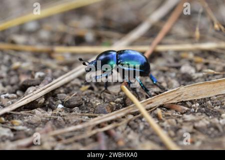 Macro of the dor beetle walking on the ground in the forest Stock Photo