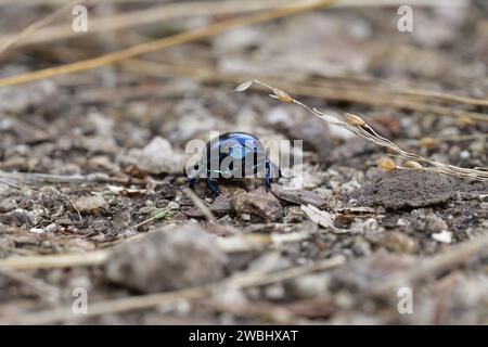 Macro photo of a dor beetle on a forest path with leaves Stock Photo