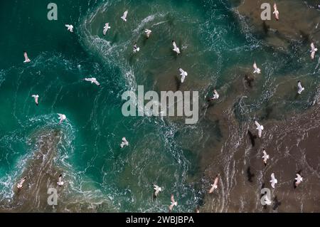 Flock of seagulls view from above on a sunny day hovering over the sea surface. Stock Photo