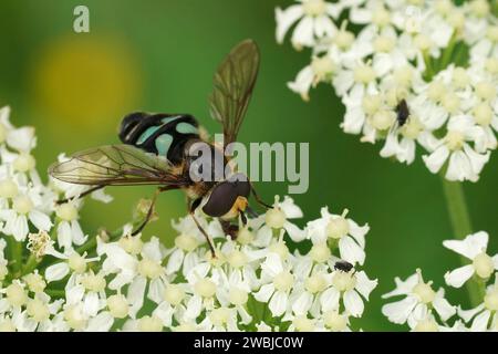 Natural closeup on a male Triangular Lucent swafly, Didea alneti on a white Heracleum sphondylium flower Stock Photo