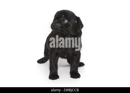 Black pug puppy, aged six weeks, he stands and looks up. Isolated on a white background Stock Photo