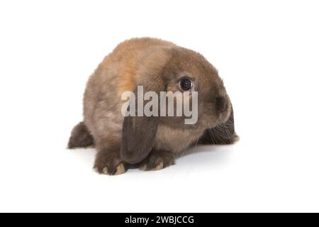 Decorative, little fold-eared rabbit of brown color, isolated on a white background. Stock Photo
