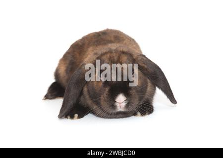 Decorative, small lop-eared rabbit with a white nose, ram  breed, highlighted on a white background. Stock Photo
