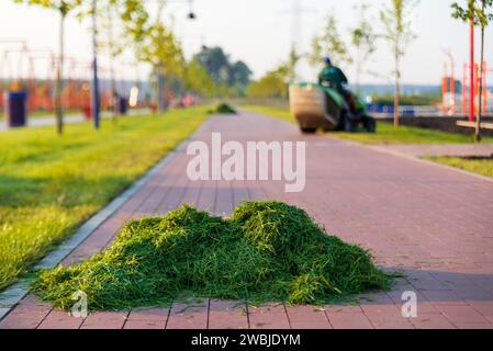 Gardener trims the lawn in public park leaving heaps of freshly cut grass. Stock Photo