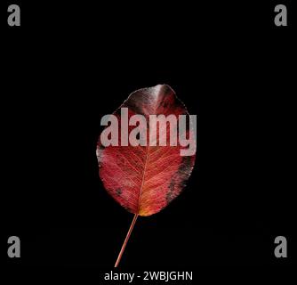 autumn leaf against black background Stock Photo