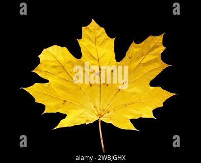 autumn leaf against black background Stock Photo
