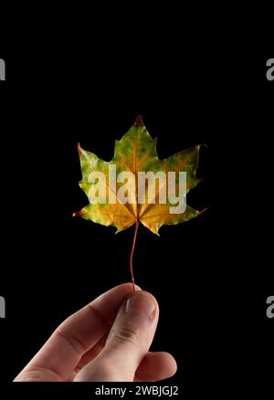 autumn leaf on a black background. Leaf in a man's hand Stock Photo
