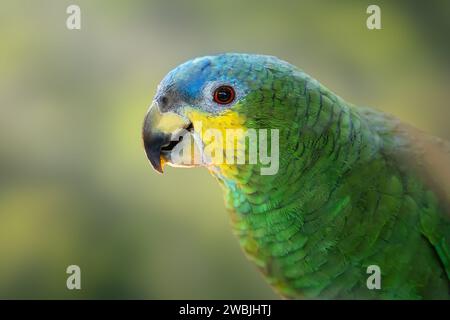 Orange-winged Amazon Parrot (Amazona amazonica) Stock Photo
