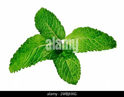 Fresh mint leaves isolated on white background Stock Photo