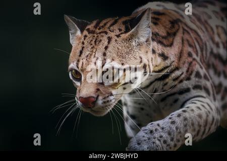 Ocelot (Leopardus pardalis) - medium-sized spotted feline Stock Photo