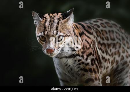 Ocelot (Leopardus pardalis) - medium-sized spotted feline Stock Photo