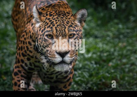 Jaguar (Panthera onca) - Spotted Big Cat Stock Photo