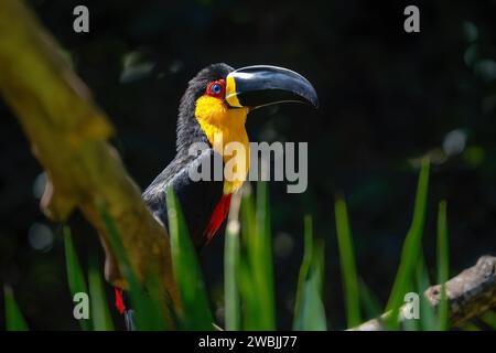 Channel-billed Toucan (Ramphastos vitellinus ariel) - Ariel Toucan Stock Photo