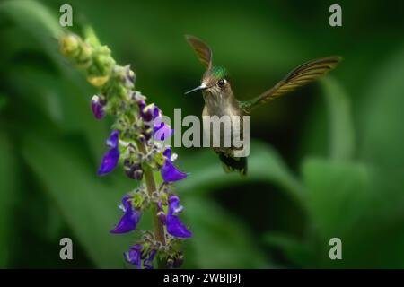 Violet-capped Woodnymph (Thalurania glaucopis) - Female Hummingbird Stock Photo