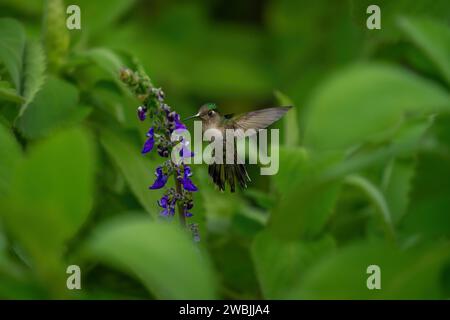 Violet-capped Woodnymph (Thalurania glaucopis) - Female Hummingbird Stock Photo