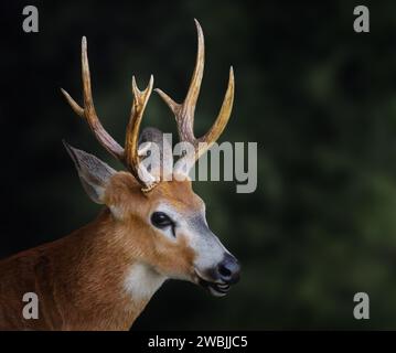 Marsh Deer Stag (Blastocerus dichotomus) Stock Photo