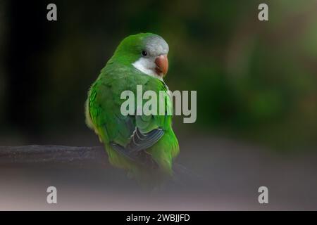 Monk Parakeet bird (Myiopsitta monachus) Stock Photo